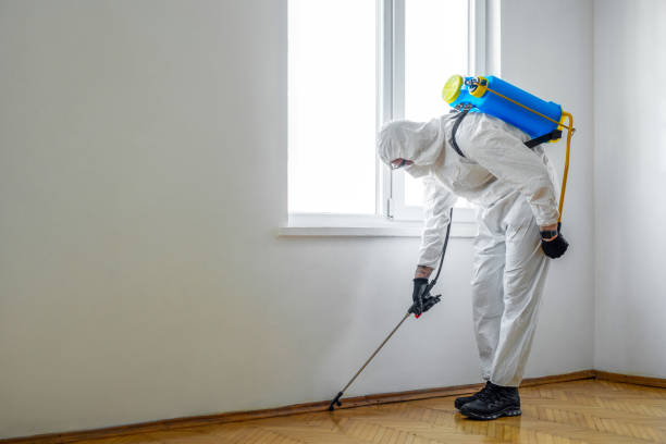 Best Flea Control Services  in Potomac Mills, VA