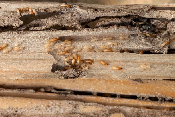 Best Commercial Pest Control Services  in Potomac Mills, VA